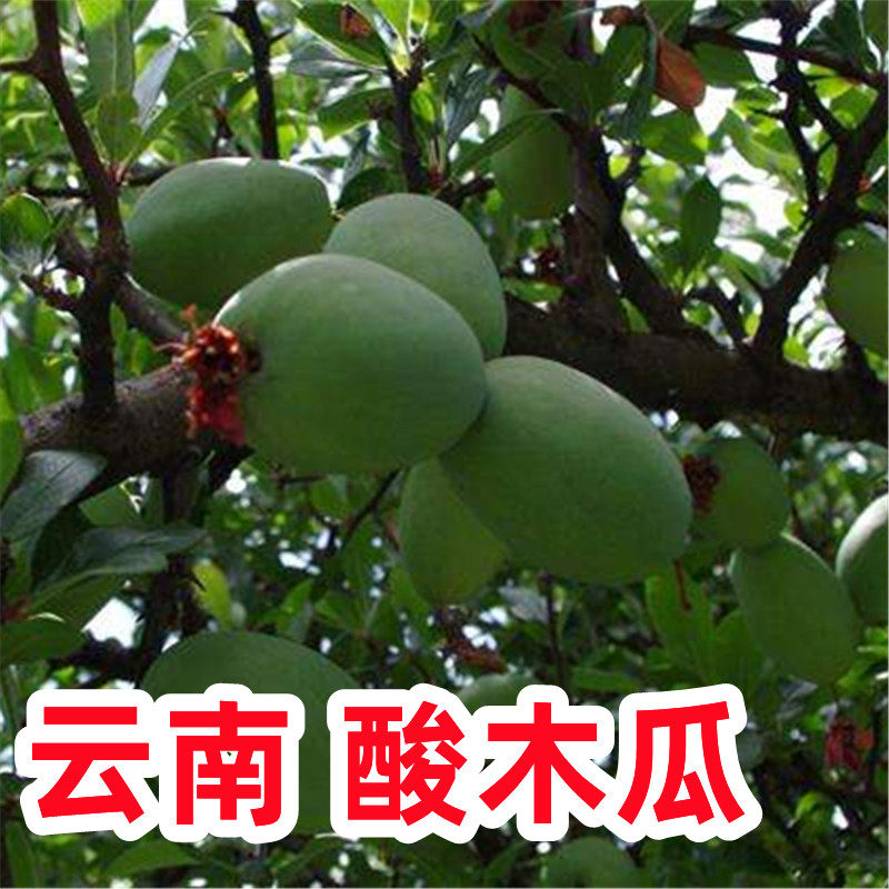 临沧酸木瓜红花木瓜包邮云南特产新鲜野生木瓜孕妇酸果泡酒酸脆