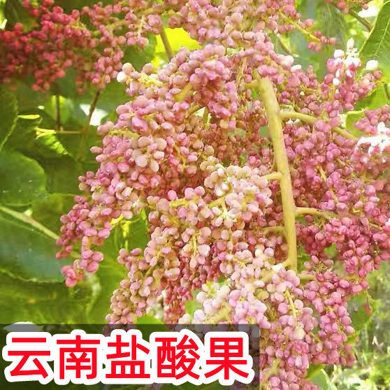 云南盐酸果干货临沧农家日晒野生烟酸干果天然酸醋原料泡水酸籽