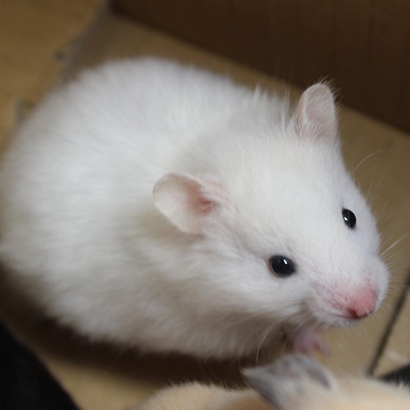 长毛纯银金丝熊蜜色杂银米熊鸽灰长毛鼠西施熊珍珠熊金丝