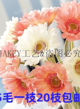 扶郎非洲菊装饰花包邮