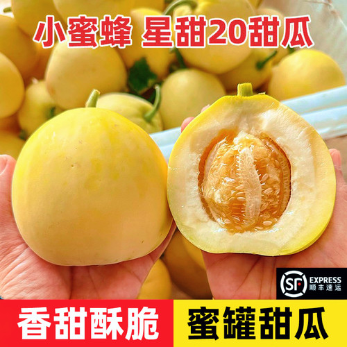 山东头茬现摘星甜20小蜜蜂甜瓜蜜罐甜瓜新鲜水果香瓜蜜瓜