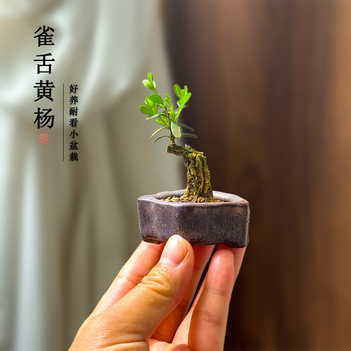 指尖微型黄杨盆景小叶老桩造型