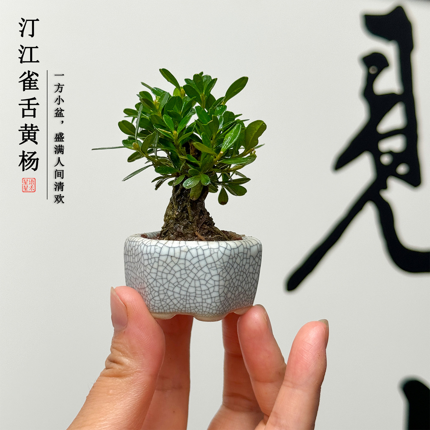 迷你小盆栽老桩小叶黄杨盆景茶桌摆件桌面绿植好养禅意四季常青