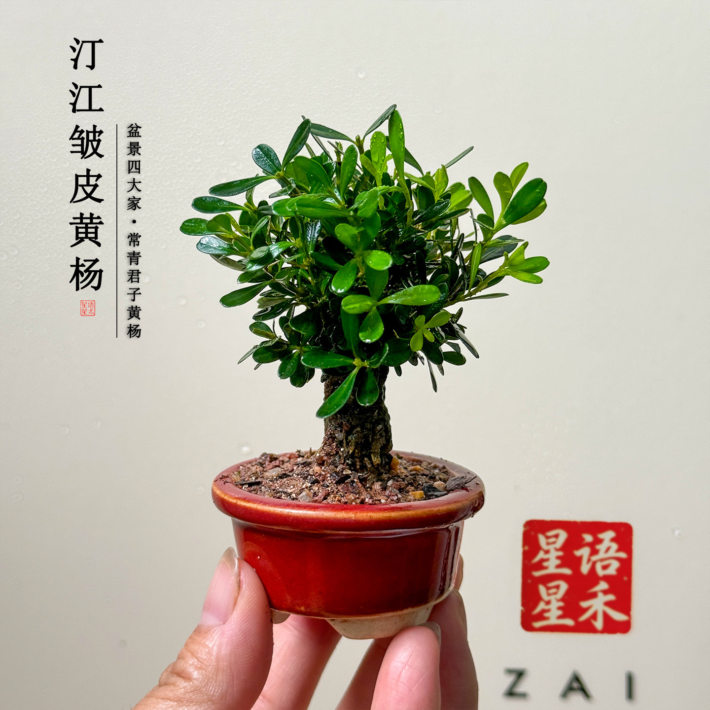 指尖小品黄杨盆景小叶老桩造型桌面禅意绿植掌中宝拇指盆栽小礼物