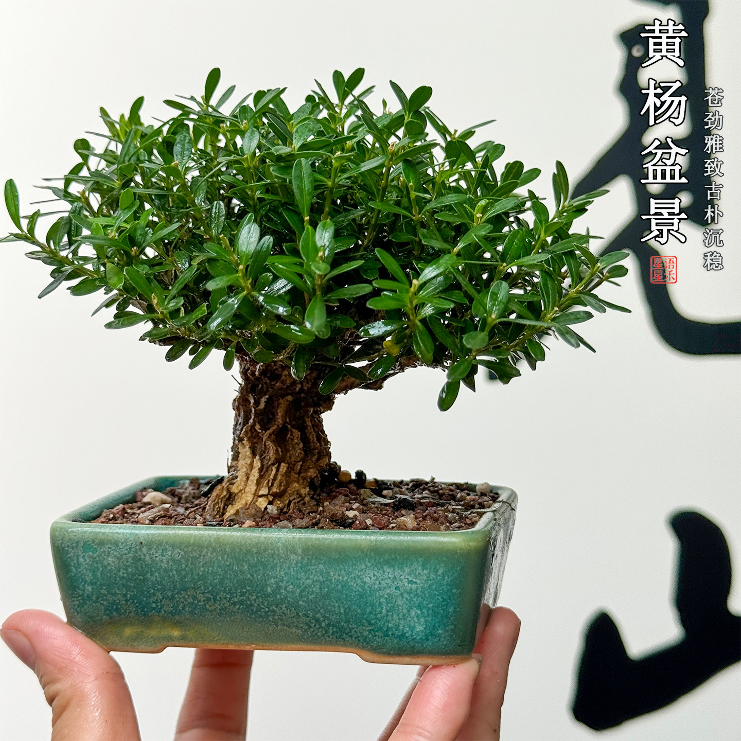 茶室桌面老桩小叶黄杨盆景室内好养易活盆栽四季常青招财镇宅绿植
