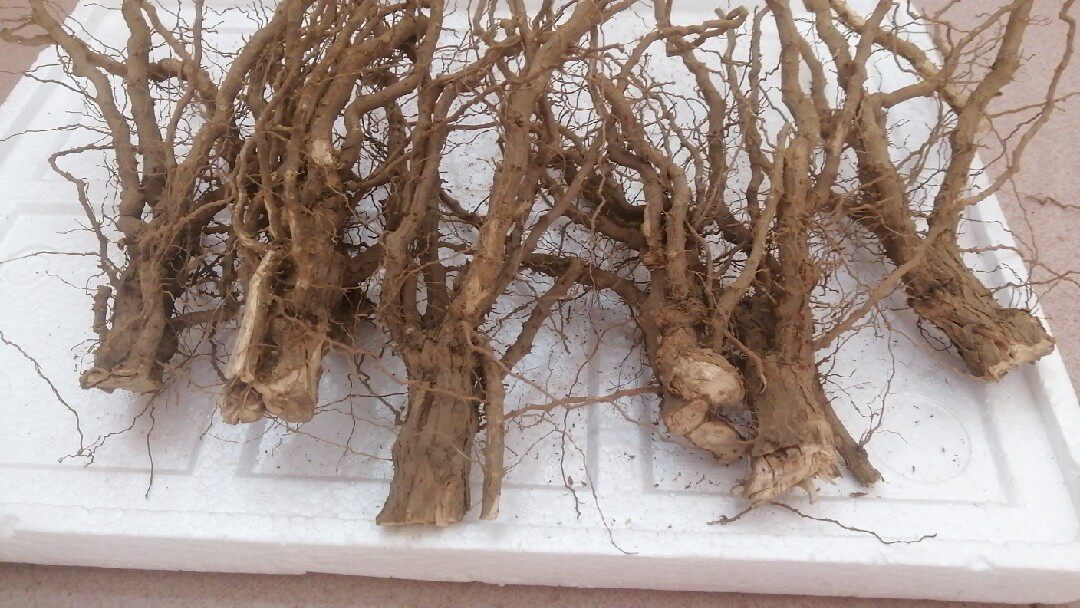 新鲜老枸杞头根砍根太阳晒干1斤多省顺丰包邮的