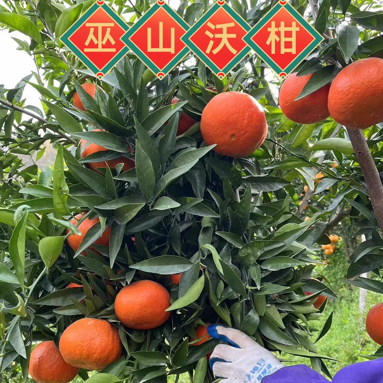 重庆巫山沃柑自家果园直发，当季水果现摘现发超甜多汁！多维C！