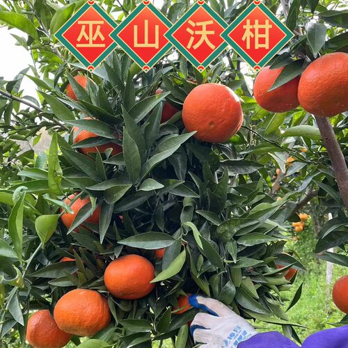 重庆巫山沃柑自家果园直发，当季水果现摘现发超甜多汁！多维C！