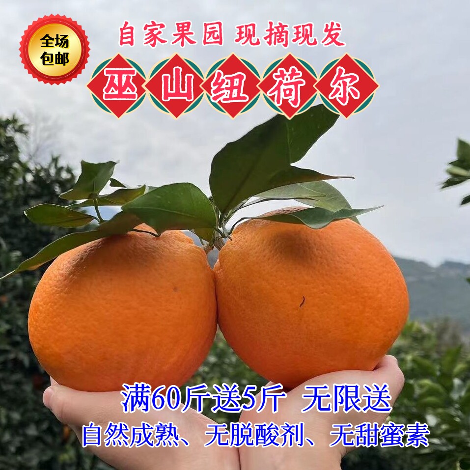 巫山纽荷尔脐橙当季包邮现摘包邮