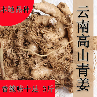 新姜月子姜老青姜新鲜蔬菜香辣调味3斤装 云南老姜 生姜 包邮 青姜