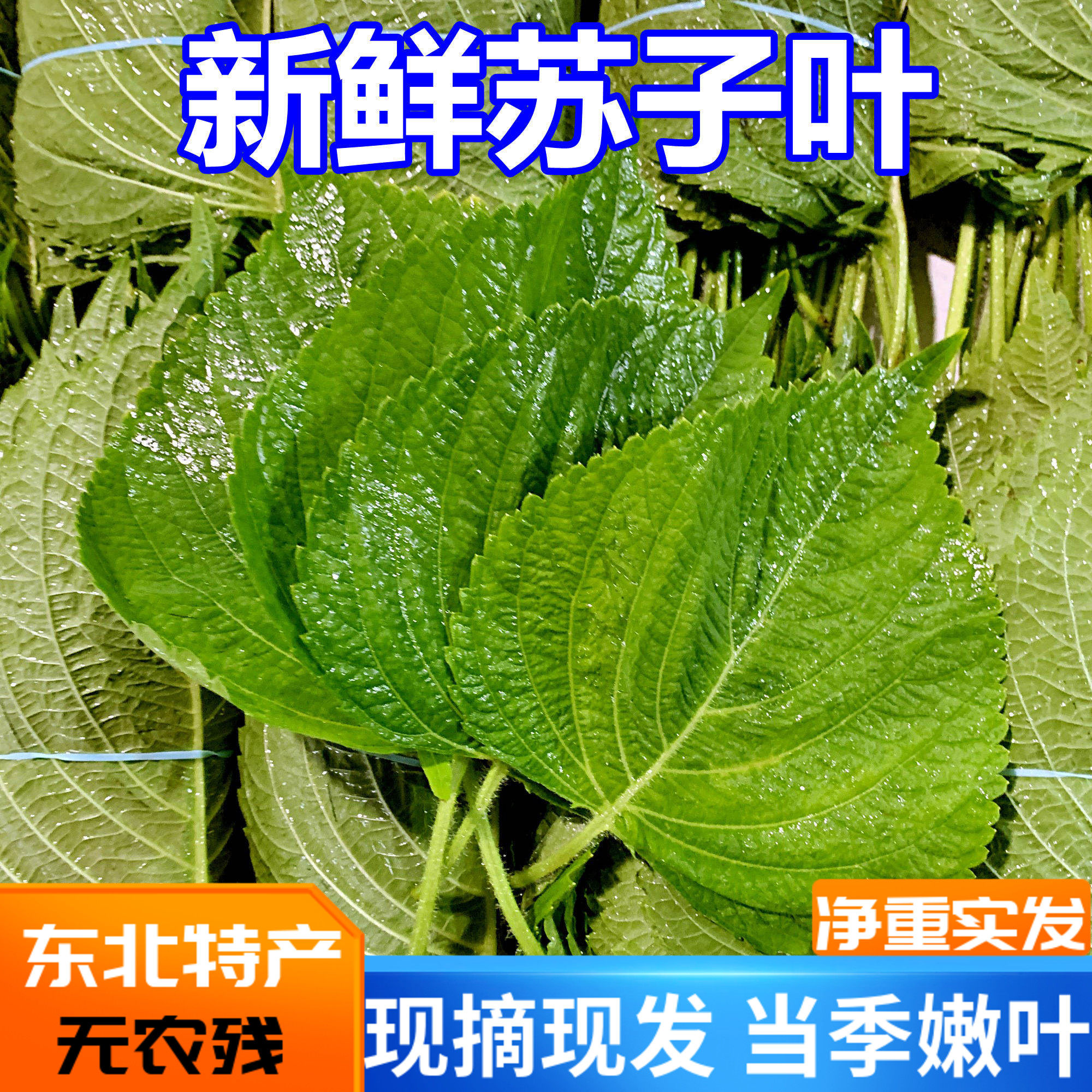 苏子叶新鲜 现摘现发包邮腌制泡菜东北农家种韩式烤肉可食用苏叶,水产肉类/新鲜蔬果/熟食,其它,淘宝优惠券,粉丝福利购,淘宝优惠卷