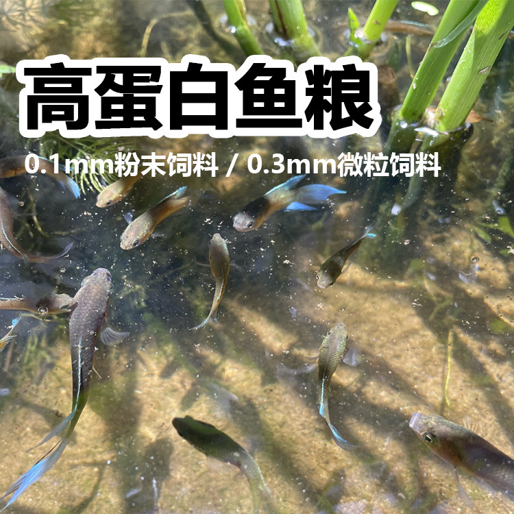高蛋白粉末饲料观赏鱼孔雀鱼溪石斑鳑鲏斗鱼食蚊鱼食麦穗鱼苗通用