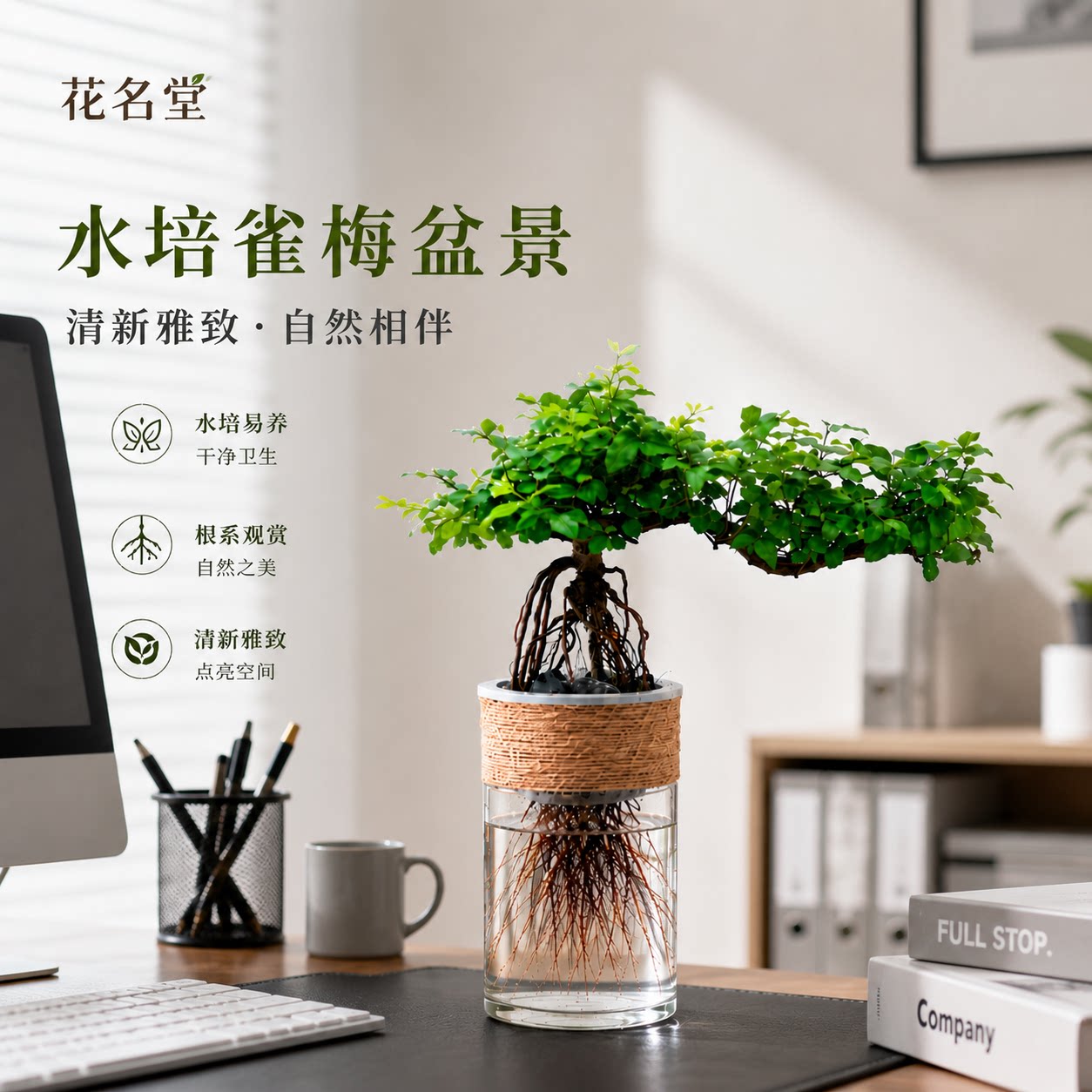 水培植物四季常青办公室内图片