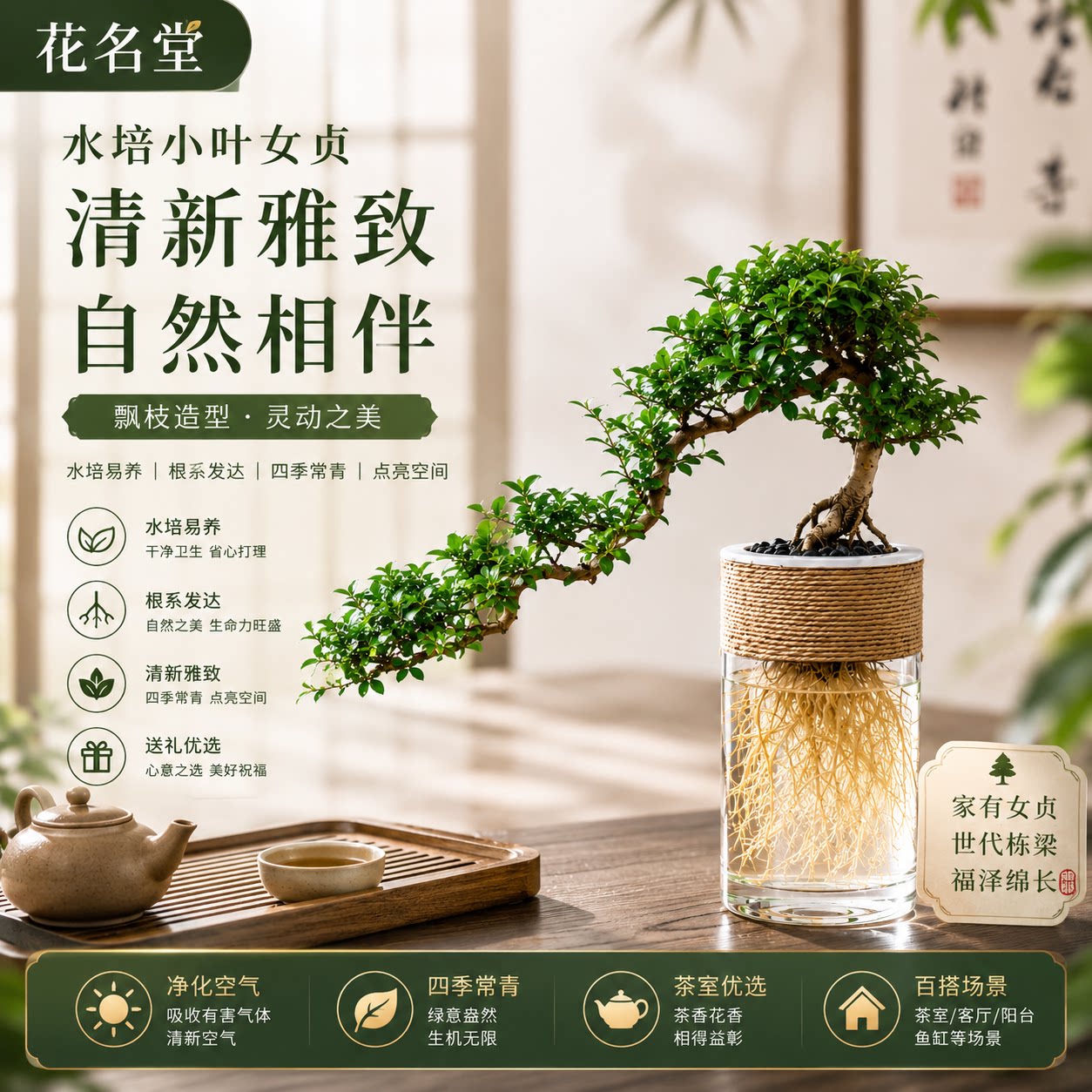 花名堂小叶女贞水培植物净化空气图片