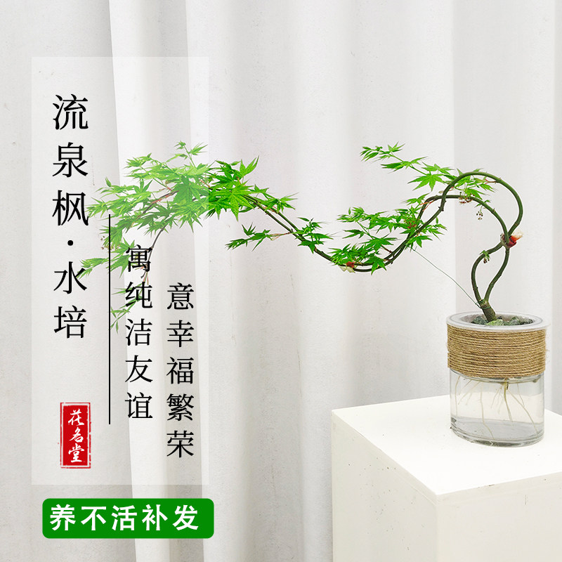 水培流泉枫盆景绿植鱼缸造景绿植盆栽飘逸感发中通快递