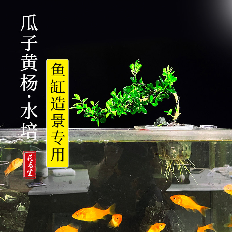 黄杨盆景桌面室内造型树罗汉松老桩水养办公室内好养鱼缸水培植物