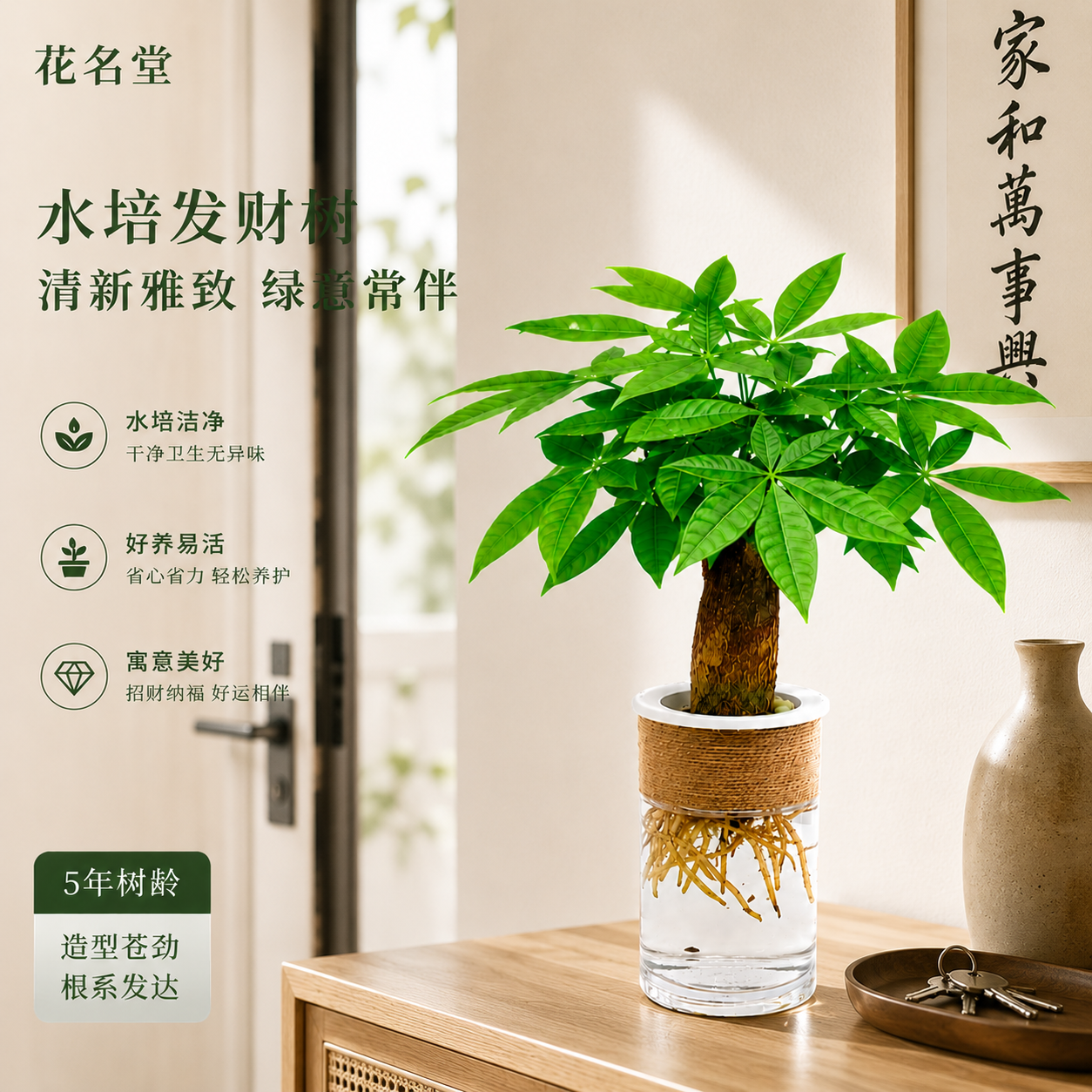水培发财树小盆栽绿植物办公室内桌面书房客厅水养盆景四季易养活