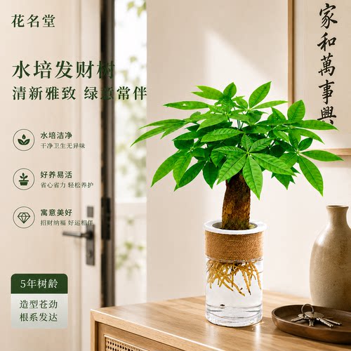 水培发财树小盆栽室内绿植