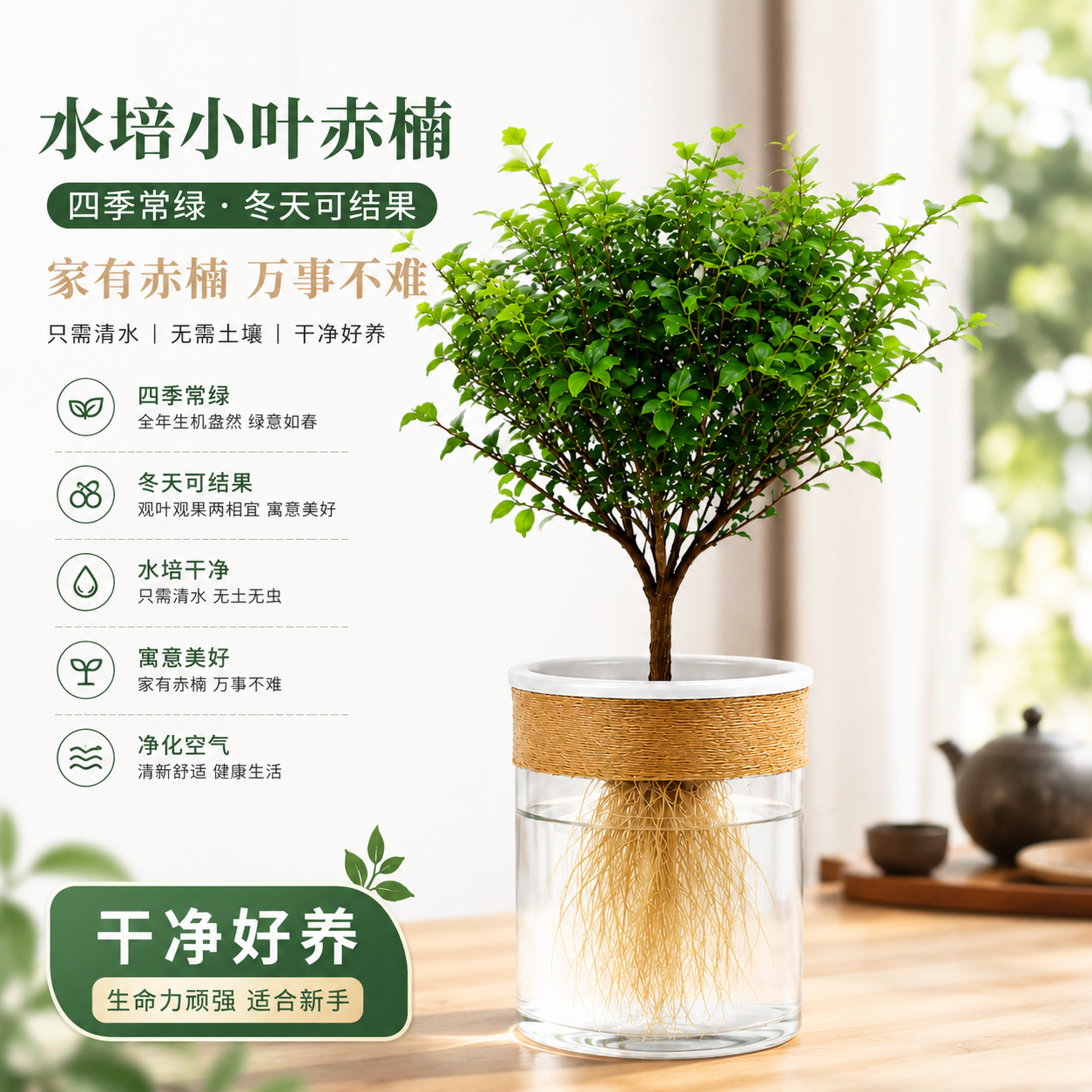水培小叶赤楠盆景老桩绿植物办公室内桌面小盆栽水养四季常青好养
