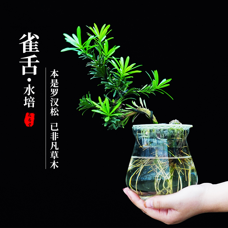 水培植物雀舌罗汉松小盆栽办公室内桌面造型黄杨盆景绿植四季常青