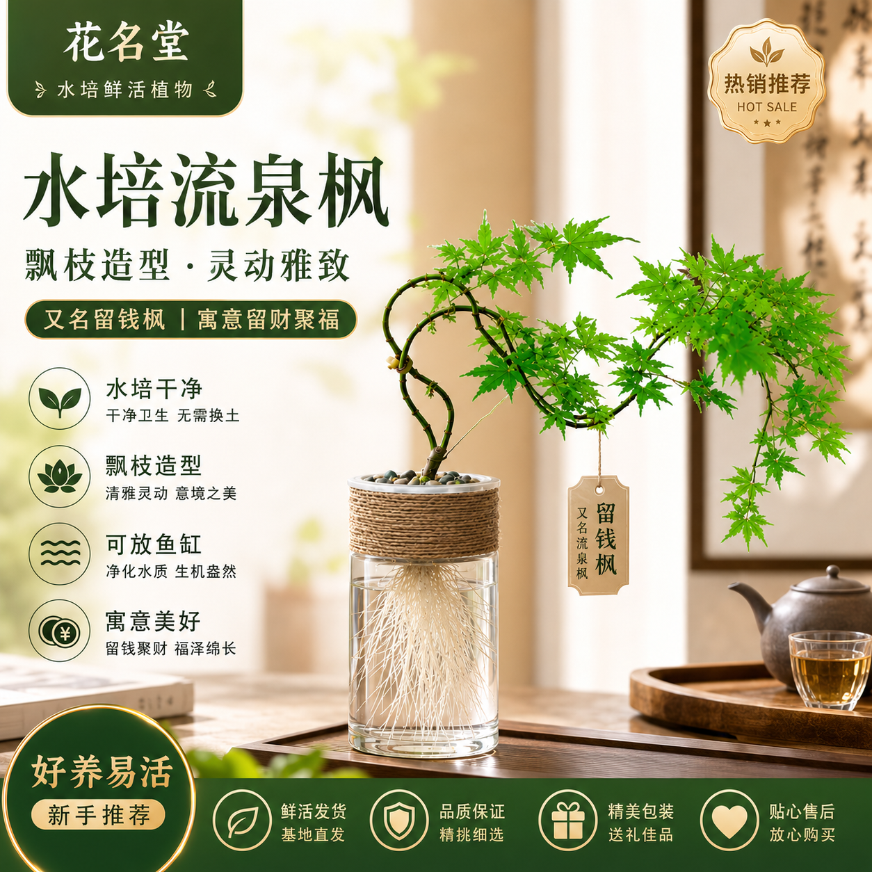 水培黄金流泉枫盆栽枫树造景绿植阳台客厅四季常绿桌面盆景鱼缸
