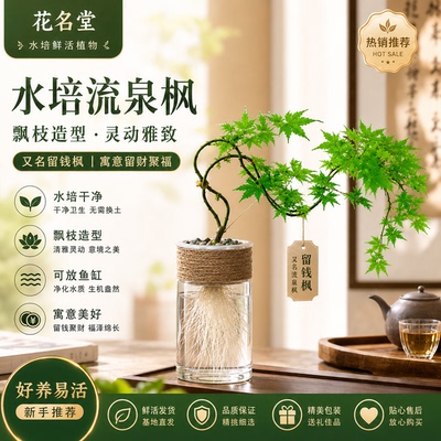 水培流泉枫盆栽枫树造景绿植阳台客厅四季常绿桌面盆景鱼缸迎客飘
