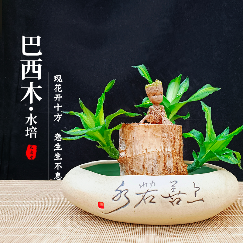 水培植物办公室内四季