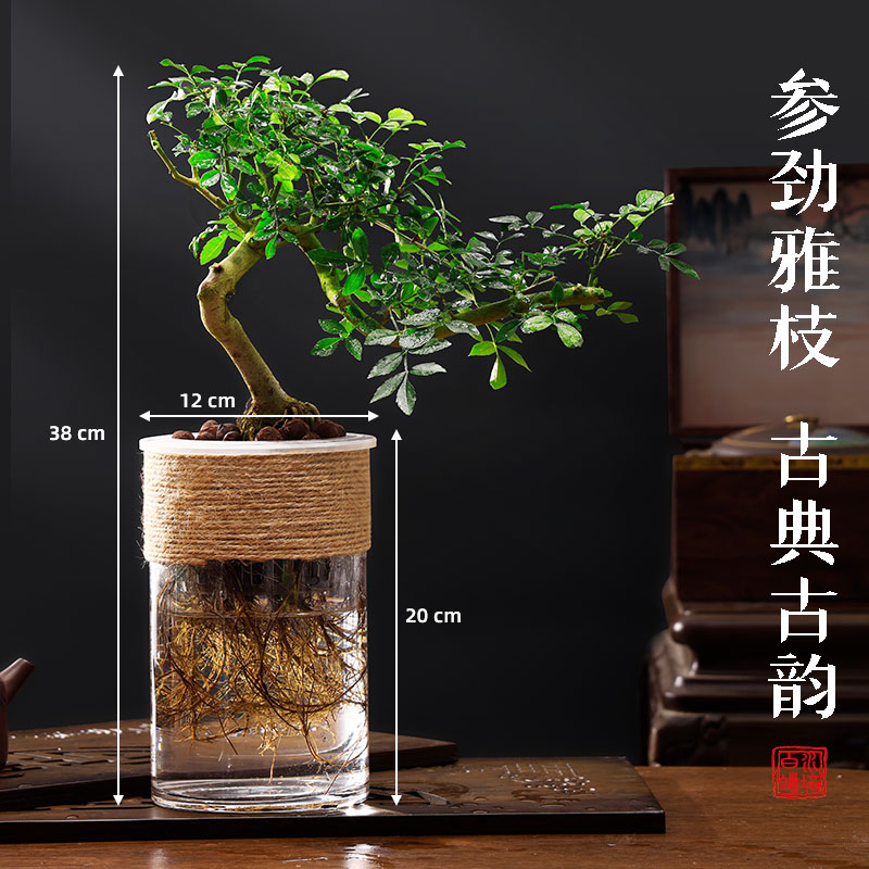 水培对节白蜡盆景树苗绿植物罗汉松老桩造型铁树悬崖雀梅室内桌面