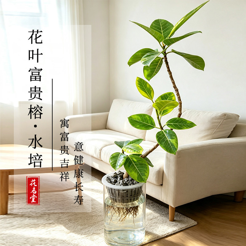 水培花叶富贵榕盆栽室内绿植客厅装饰净化空气网红好养落地植物图片
