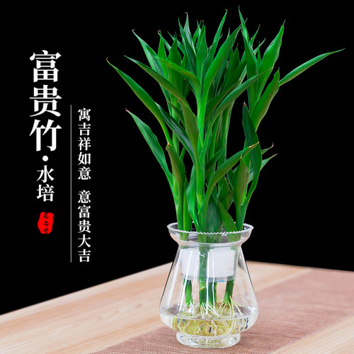 招财水培植物节节高富贵竹办公室