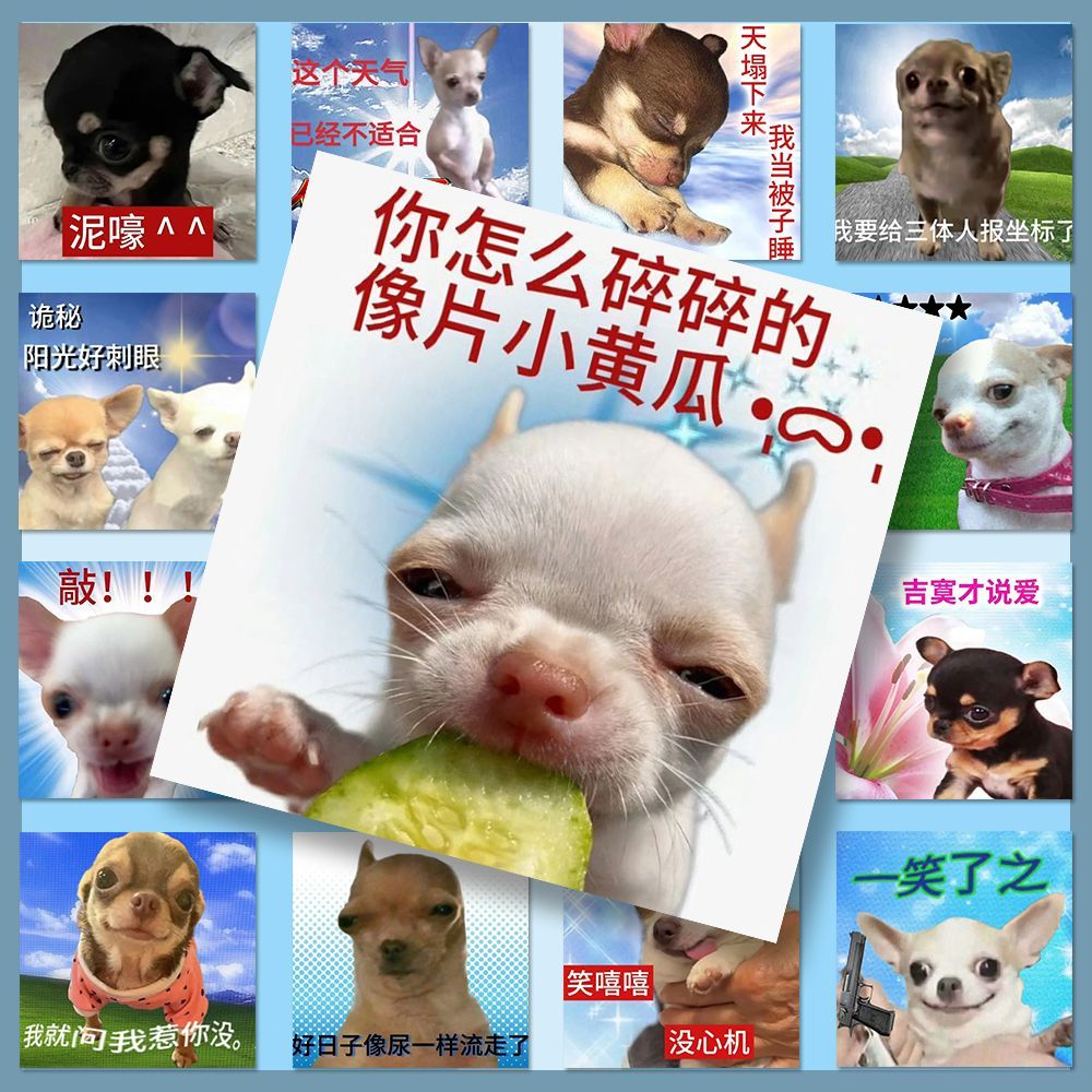 128张吉娃娃表情包贴纸搞笑趣味抽象热门狗狗梗图沙雕diy桌面贴画桌面装饰新款ins高颜值可爱小动物防水贴画