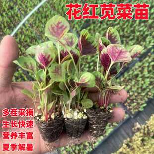 红苋菜苗蔬菜秧苗春秋季 水培空心菜 种汗汉菜种苗苦瓜秋葵茼蒿四季