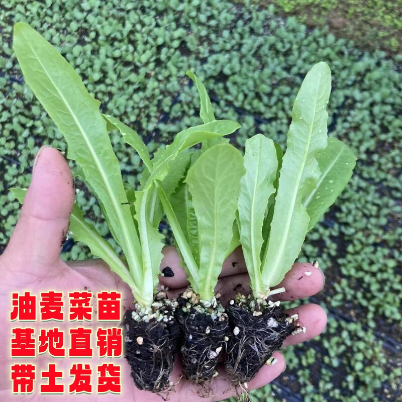 绿叶尖四季耐寒青皮红肉圆筒秧苗