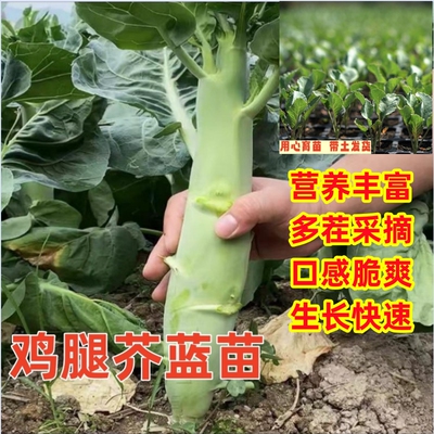 鸡腿芥蓝种苗脆甜粗壮蔬菜苗