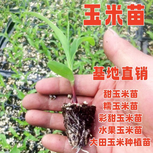 夏季带土球发货玉米苗苗壮