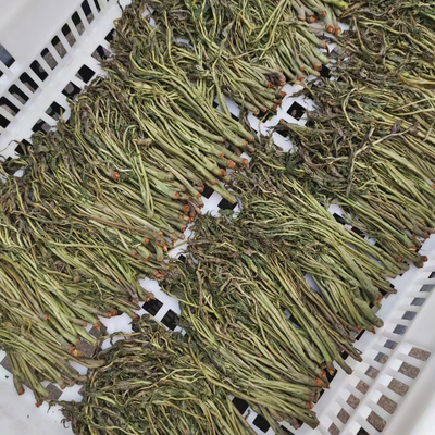 新鲜2025年新货半干湿香椿芽野生头茬红芽椿鲜嫩可口煎鸡蛋贼香