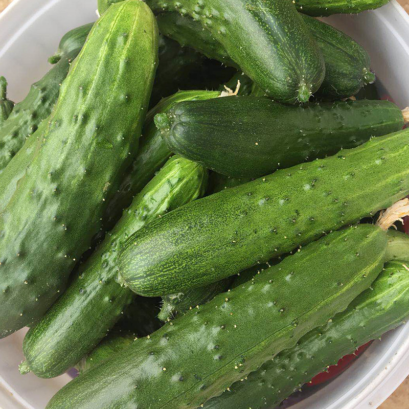 绿源禾心 生态旱黄瓜 新鲜蔬菜现摘先发 约500g|ruв категории водной мясо/свежие фрукты и овощи/еда, свежие овощи/овощной продукции, свежие овощи, 黄瓜 - от Buy2taobao.com для оказания профессиональной услуги покупки агента Taobao