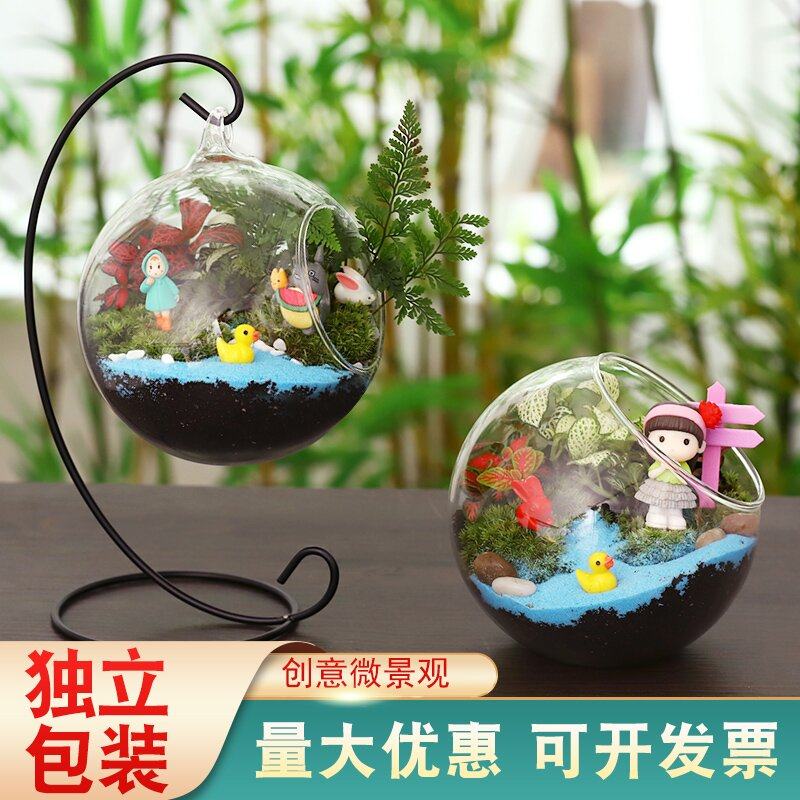 12cm苔藓新鲜植物迷你小盆栽 幼儿园桌面微景观生态玻璃瓶diy材料