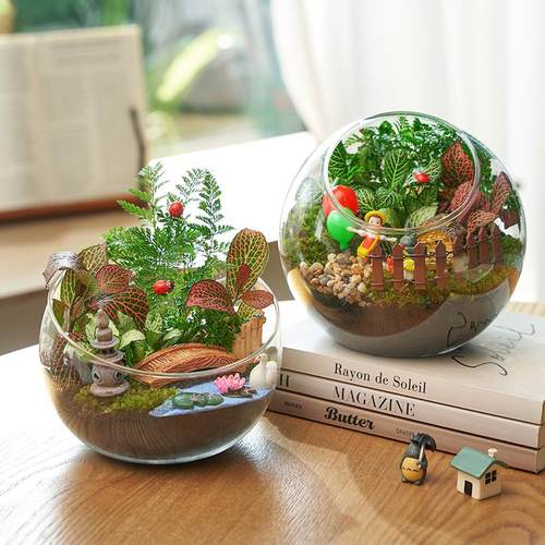 多肉苔藓植物盆栽套餐活动团购