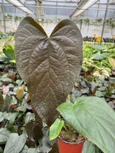 女王之心花烛#90盆天南星科观叶绿植室内绿植盆栽