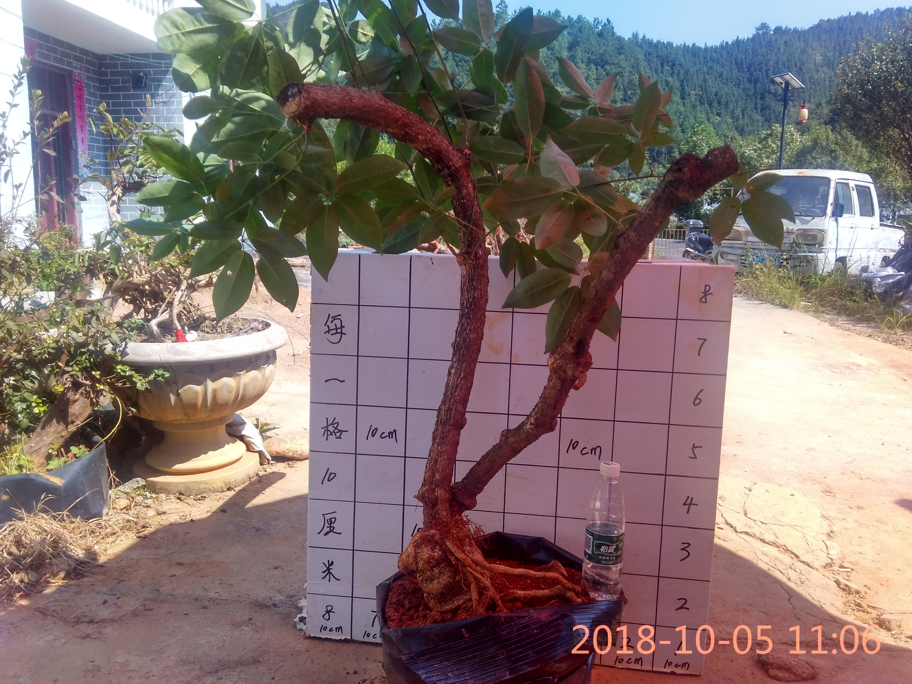 野生八月果八月瓜藤水果树根盆栽大型绿植/成品组合盆