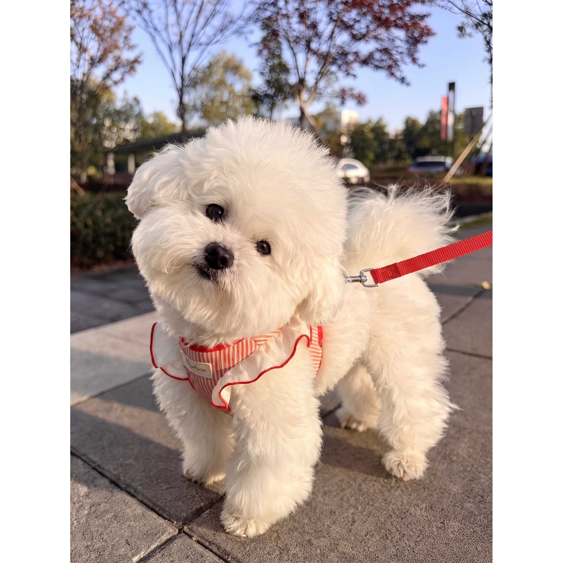 狗牵引绳宠物胸背遛狗绳中小型犬背带比熊泰迪夏天透气新款防挣脱