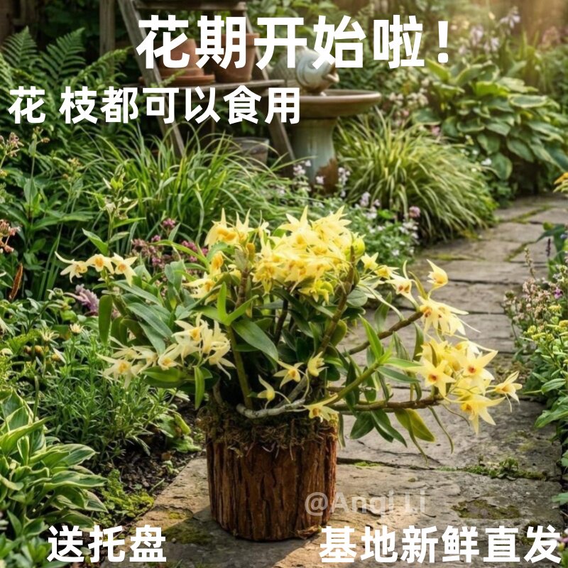 霍山铁皮石斛苗石斛盆栽绿植苗可食用能开花霍山产地直发