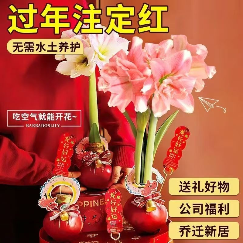 朱顶红蜡球礼盒好运封冬礼品开花年宵花卉封蜡朱顶红送礼植物蜡球,鲜花速递/花卉仿真/绿植园艺,绿植,淘宝优惠券,粉丝福利购,淘宝优惠卷