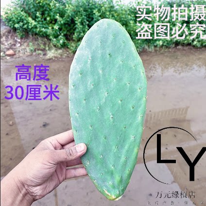 米邦塔仙人掌开花结大果可食用