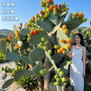 可食用米邦塔仙人掌多肉植物开花结果可食用庭院阳台绿植好养