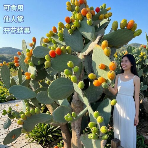 米邦塔仙人掌开花结大果可食用