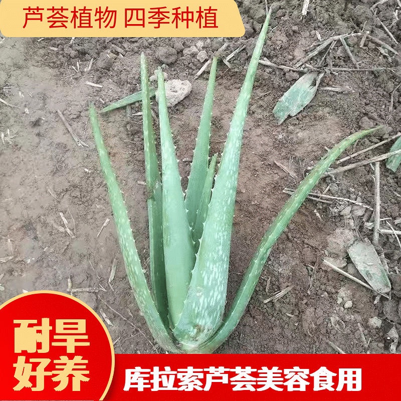 库拉索芦荟耐旱植物好养易活盆栽