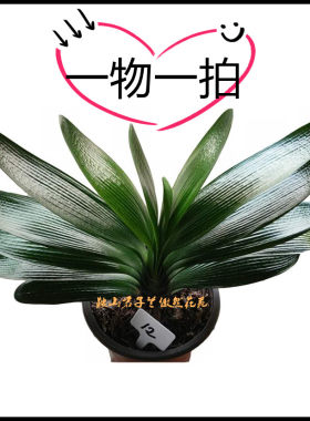 一物一拍鞍山精品君子兰绿植盆栽