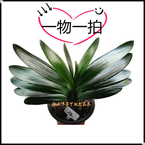 一物一拍鞍山精品君子兰绿植盆栽